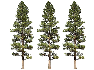 Tall Pine Trees Standing Gracefully with Lush Green Foliage and Straight Trunks 3d model