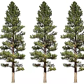 Tall Pine Trees Standing Gracefully with Lush Green Foliage and Straight Trunks