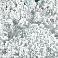 Microtopography In Snowy Forest With Snow Covered Trees And Undulating Terrain