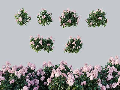 Blooming Pink Flowers With Green Leaves In Various Decorative Garden Plant Displays 3d model