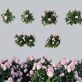 Blooming Pink Flowers With Green Leaves In Various Decorative Garden Plant Displays