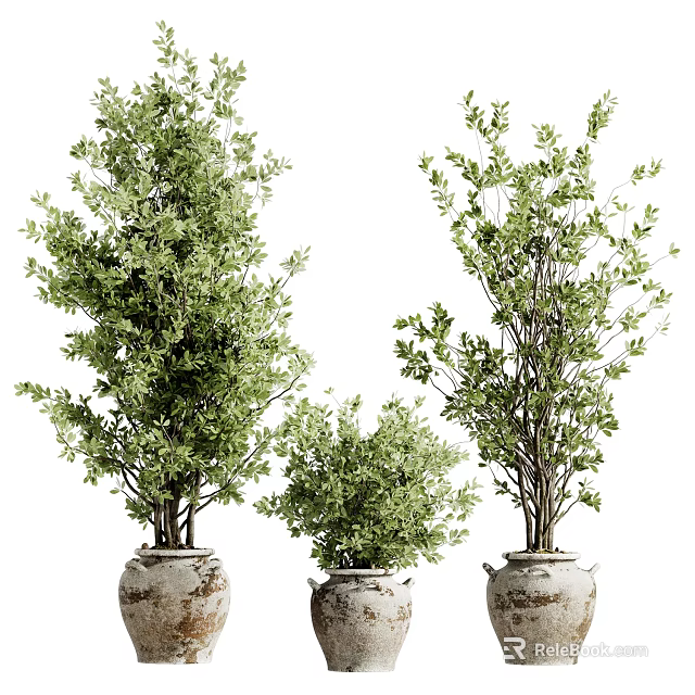 Artistic Bonsai Potted Plants in Rustic Clay Pots with Lush Green Foliage 3d model 