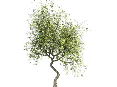 Lush Green Arbor With Curved Trunk And Dense Foliage Canopy 3d model