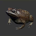 Frog Poison Frog Game Frog Reptile Cold Blooded Animal Reptile 3d model