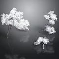 Three White Trees With Dark Background And Reflections In Studio