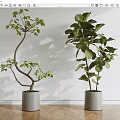 Two Bonsai Potted Plants In Grey Pots Against White Wall And Wooden Floor
