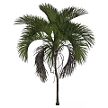 Tall Natural Green Palm Tree With Lush Fronds And Brown Trunk