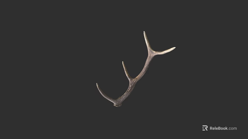 Natural Deer Antler Decorative Piece With Detailed Branch Structure And Natural Texture 3d model 