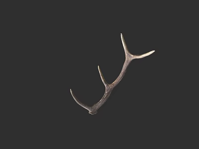 Natural Deer Antler Decorative Piece With Detailed Branch Structure And Natural Texture 3d model