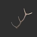 Natural Deer Antler Decorative Piece With Detailed Branch Structure And Natural Texture