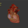 3D Human Heart Anatomical Model With Clear Internal Chambers And Colored Vessels 3d model
