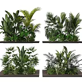 Tropical Green Plants in Black Planters with Lush Foliage for Indoor Decor