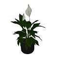 Potted Plant with Green Leaves and White Flowers in Brown Ceramic Pot