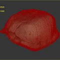 Realistic Light Brown Turtle Shell With Detailed Texture And Smooth Surface