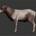 Realistic brown and white goat with horns standing on gray background