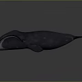 Detailed Dark Colored Whale 3D Model in Gradient Gray Background with Reflective Surface 3d model