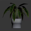 Potted Houseplant with Green and Dark Purple Leaves in Silver Pot on White Background