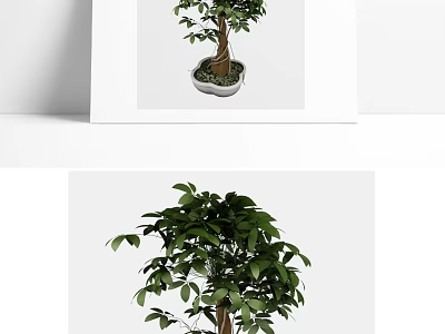 Bonsai Plant With Lush Green Leaves And Brown Trunk In White Pot For Indoor Decor 3d model
