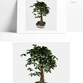 Bonsai Plant With Lush Green Leaves And Brown Trunk In White Pot For Indoor Decor