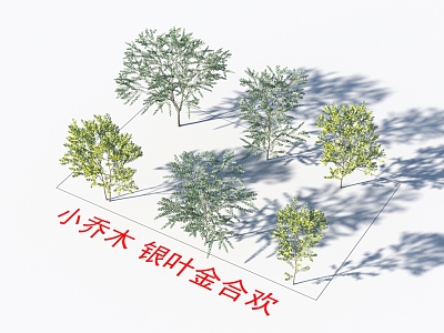 Small trees, silver-leaf acacia plants model