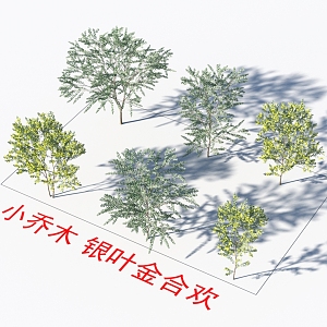 Small trees, silver-leaf acacia plants 3d model