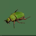 Close Up View Of Green Beetle With Shiny Exoskeleton On Black Background