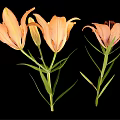 Orange Lily Flowers In Vase With Green Leaves On Black Background