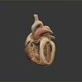 3D Heart Anatomical Model Medical Device For Educational Training And Structure 3d model