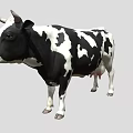 Black and White Spotted Cow with Horns Standing on Gray Background