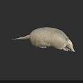 Brownish Armadillo With Hard Segmented Shell And Curved Body On Dark Background 3d model