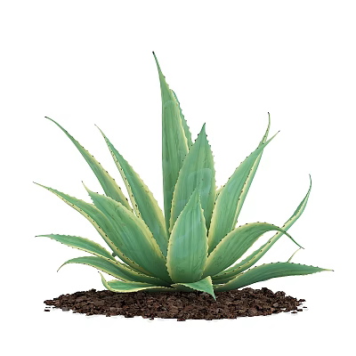 Agave Plant With Broad Green Leaves And Yellow Stripes In Brown Mulch 3d model