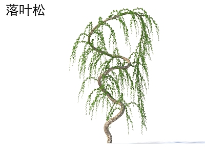 Larch Small Trees Plants 3d model