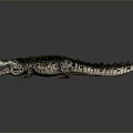 Realistic Crocodile Reptile Model With Detailed Scales Open Mouth And Textured Skin
