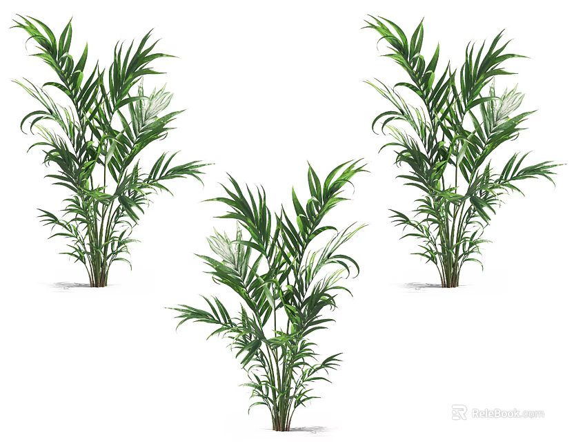 Three Tropical Palm Plants With Lush Green Leaves For Home Decor 3d model 