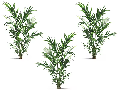 Three Tropical Palm Plants With Lush Green Leaves For Home Decor 3d model