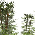 Various Bamboo Plants Featuring Different Heights Potted and Clumping Varieties with Green Leaves