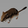 Realistic Brown And White Mouse With Detailed Fur On Gray Background
