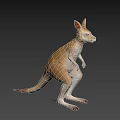 Realistic Kangaroo 3D Model in Standing Pose with Light Brown White Fur and Black Background