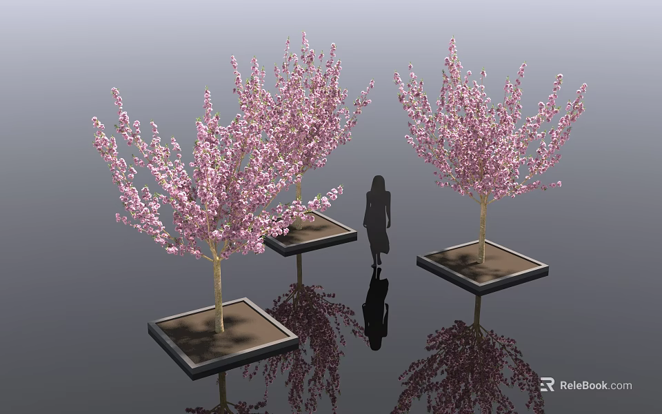 Ornamental Flowering Arbor Trees With Pink Blossoms In Square Planters And Human Silhouette Reflections 3d model 