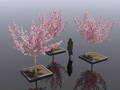 Ornamental Flowering Arbor Trees With Pink Blossoms In Square Planters And Human Silhouette Reflections 3d model