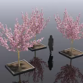 Ornamental Flowering Arbor Trees With Pink Blossoms In Square Planters And Human Silhouette Reflections
