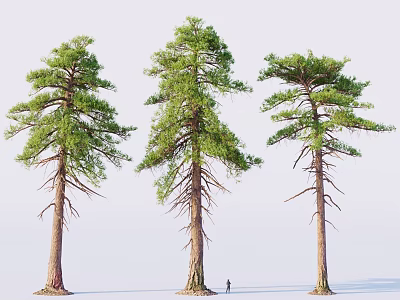 Three Tall Pine Trees with Thick Trunks Lush Canopies and Small Human Figure for Scale 3d model