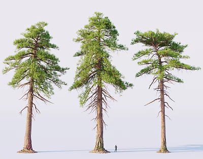 Three Tall Pine Trees with Thick Trunks Lush Canopies and Small Human Figure for Scale 3d model