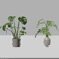 Indoor Monstera Potted Plants In White Decorative Stacked And Face Shaped Pots