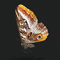 Exotic Butterfly With Vibrant Orange Brown Wings And Detailed Eyespot Patterns