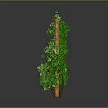 Green Vines Growing On Wooden Trellis With Lattice Structure And Decorative Leaves