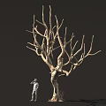 Tall Leafless Tree With Thick Trunk And Standing Figure Against Dark Background
