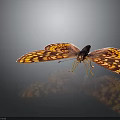 Vibrant Red And Yellow Butterfly With Spotted Wings On Dark Background