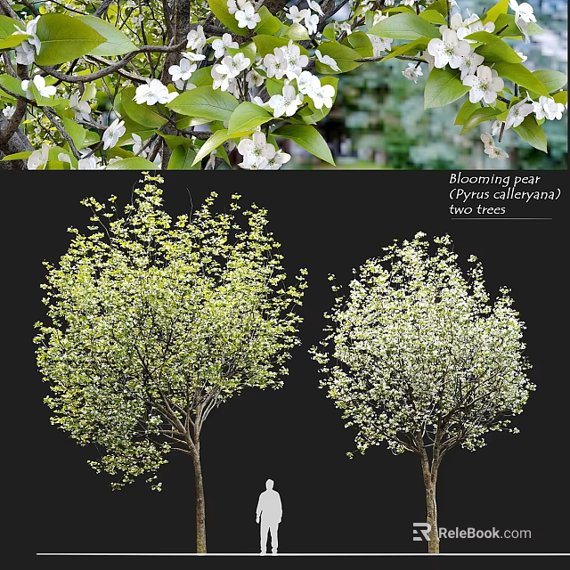 Ornamental Garden Blooming Pear Trees With White Flowers And Lush Green Foliage 3d model 