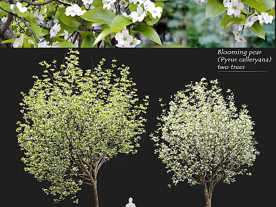Ornamental Garden Blooming Pear Trees With White Flowers And Lush Green Foliage 3d model
